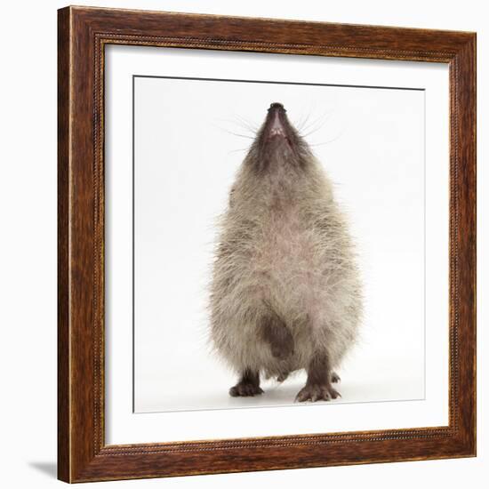 Baby Hedgehog (Erinaceus Europaeus), Nose Up, Sniffing the Air-Mark Taylor-Framed Photographic Print