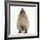 Baby Hedgehog (Erinaceus Europaeus), Nose Up, Sniffing the Air-Mark Taylor-Framed Photographic Print