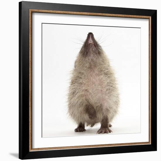 Baby Hedgehog (Erinaceus Europaeus), Nose Up, Sniffing the Air-Mark Taylor-Framed Photographic Print