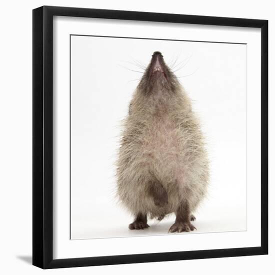 Baby Hedgehog (Erinaceus Europaeus), Nose Up, Sniffing the Air-Mark Taylor-Framed Photographic Print