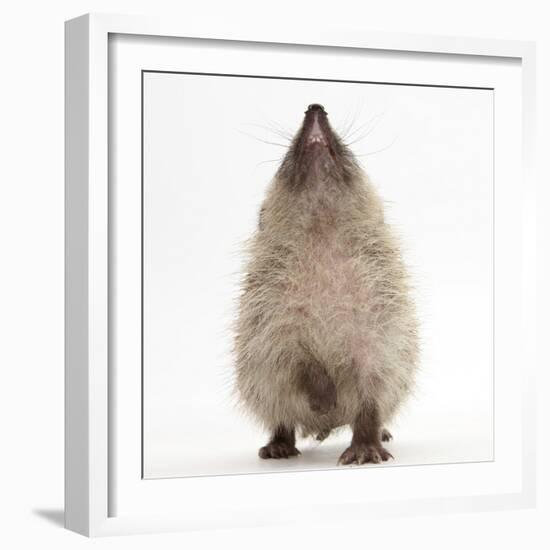 Baby Hedgehog (Erinaceus Europaeus), Nose Up, Sniffing the Air-Mark Taylor-Framed Photographic Print