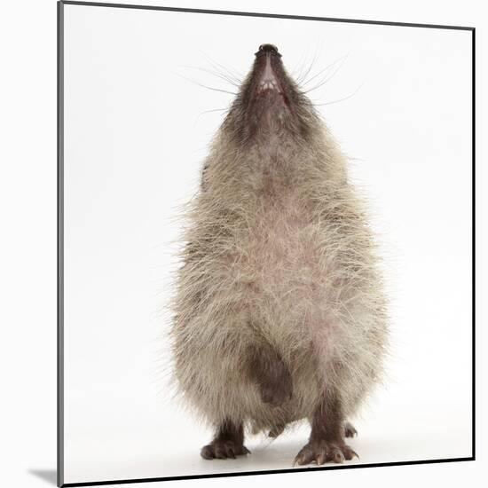 Baby Hedgehog (Erinaceus Europaeus), Nose Up, Sniffing the Air-Mark Taylor-Mounted Photographic Print