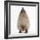 Baby Hedgehog (Erinaceus Europaeus), Nose Up, Sniffing the Air-Mark Taylor-Framed Photographic Print