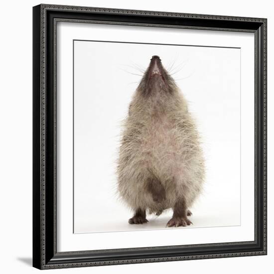 Baby Hedgehog (Erinaceus Europaeus), Nose Up, Sniffing the Air-Mark Taylor-Framed Photographic Print