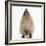 Baby Hedgehog (Erinaceus Europaeus), Nose Up, Sniffing the Air-Mark Taylor-Framed Photographic Print