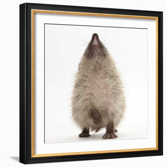 Baby Hedgehog (Erinaceus Europaeus), Nose Up, Sniffing the Air-Mark Taylor-Framed Photographic Print