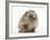 Baby Hedgehog (Erinaceus Europaeus) Portrait, Holding One Paw Aloft-Mark Taylor-Framed Photographic Print