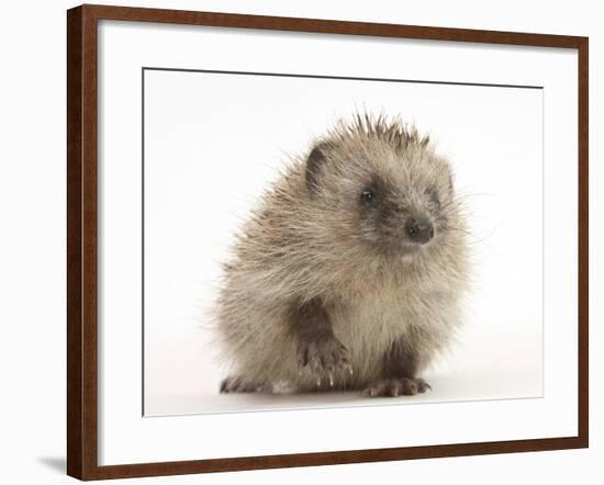 Baby Hedgehog (Erinaceus Europaeus) Portrait, Holding One Paw Aloft-Mark Taylor-Framed Photographic Print