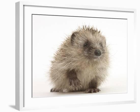 Baby Hedgehog (Erinaceus Europaeus) Portrait, Holding One Paw Aloft-Mark Taylor-Framed Photographic Print