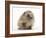 Baby Hedgehog (Erinaceus Europaeus) Portrait, Holding One Paw Aloft-Mark Taylor-Framed Photographic Print