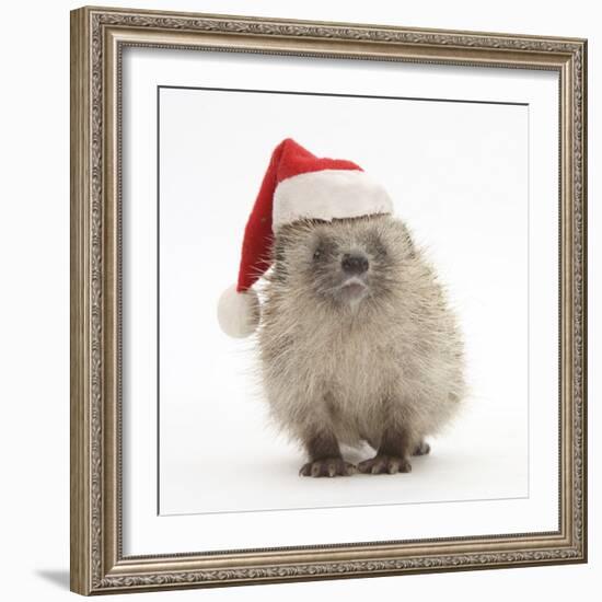 Baby Hedgehog (Erinaceus Europaeus) Wearing a Father Christmas Hat-Mark Taylor-Framed Photographic Print