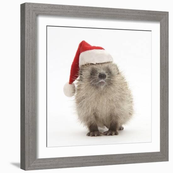 Baby Hedgehog (Erinaceus Europaeus) Wearing a Father Christmas Hat-Mark Taylor-Framed Photographic Print