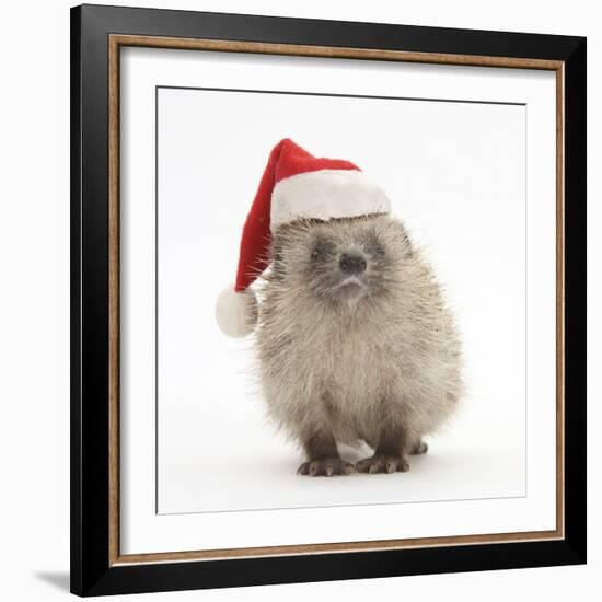 Baby Hedgehog (Erinaceus Europaeus) Wearing a Father Christmas Hat-Mark Taylor-Framed Photographic Print