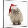 Baby Hedgehog (Erinaceus Europaeus) Wearing a Father Christmas Hat-Mark Taylor-Mounted Photographic Print