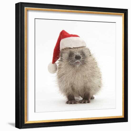 Baby Hedgehog (Erinaceus Europaeus) Wearing a Father Christmas Hat-Mark Taylor-Framed Photographic Print