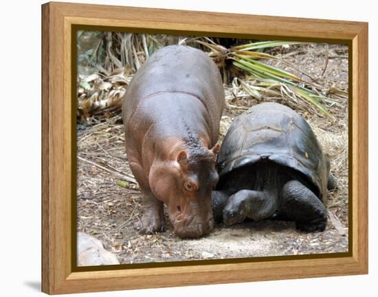 Baby Hippo Walks Along with its 'Mother', a Giant Male Aldabran Tortoise, at Mombasa Haller Park-null-Framed Premier Image Canvas