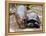 Baby Hippo Walks Along with its 'Mother', a Giant Male Aldabran Tortoise, at Mombasa Haller Park-null-Framed Premier Image Canvas