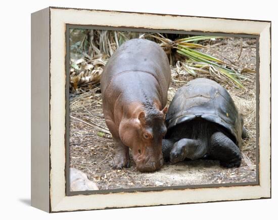 Baby Hippo Walks Along with its 'Mother', a Giant Male Aldabran Tortoise, at Mombasa Haller Park-null-Framed Premier Image Canvas