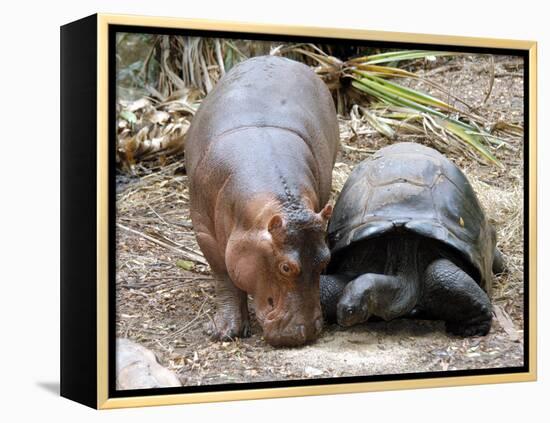 Baby Hippo Walks Along with its 'Mother', a Giant Male Aldabran Tortoise, at Mombasa Haller Park-null-Framed Premier Image Canvas