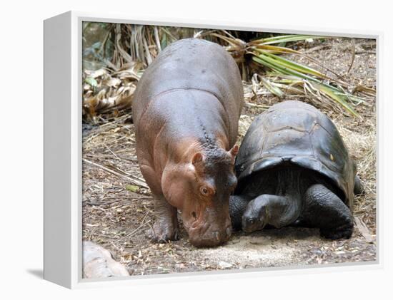 Baby Hippo Walks Along with its 'Mother', a Giant Male Aldabran Tortoise, at Mombasa Haller Park-null-Framed Premier Image Canvas