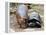 Baby Hippo Walks Along with its 'Mother', a Giant Male Aldabran Tortoise, at Mombasa Haller Park-null-Framed Premier Image Canvas