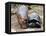 Baby Hippo Walks Along with its 'Mother', a Giant Male Aldabran Tortoise, at Mombasa Haller Park-null-Framed Premier Image Canvas