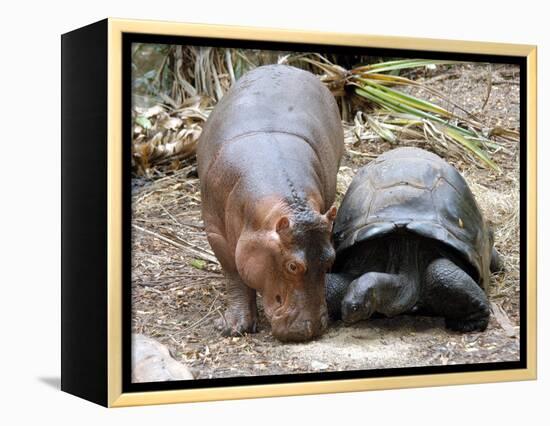 Baby Hippo Walks Along with its 'Mother', a Giant Male Aldabran Tortoise, at Mombasa Haller Park-null-Framed Premier Image Canvas