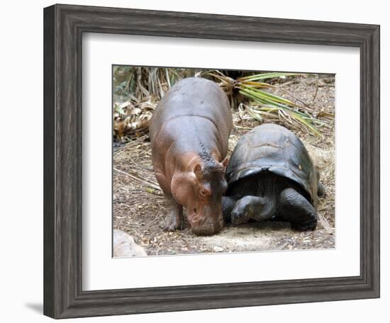 Baby Hippo Walks Along with its 'Mother', a Giant Male Aldabran Tortoise, at Mombasa Haller Park-null-Framed Photographic Print