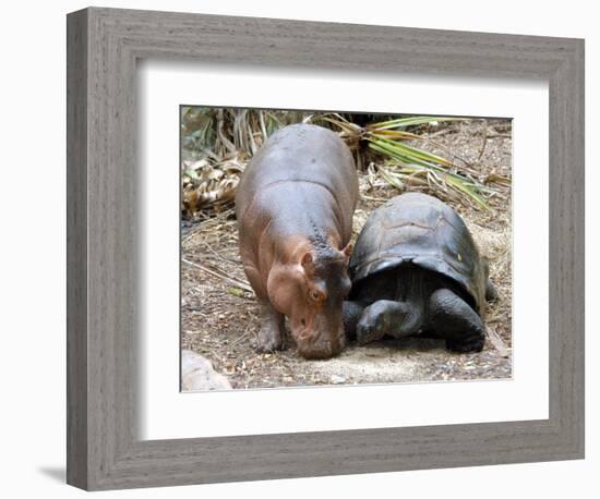 Baby Hippo Walks Along with its 'Mother', a Giant Male Aldabran Tortoise, at Mombasa Haller Park-null-Framed Photographic Print