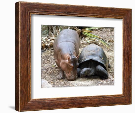 Baby Hippo Walks Along with its 'Mother', a Giant Male Aldabran Tortoise, at Mombasa Haller Park-null-Framed Photographic Print