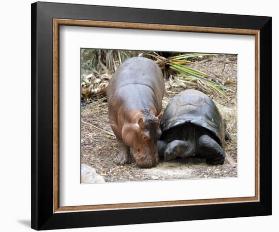 Baby Hippo Walks Along with its 'Mother', a Giant Male Aldabran Tortoise, at Mombasa Haller Park-null-Framed Photographic Print