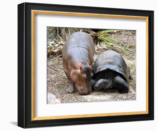 Baby Hippo Walks Along with its 'Mother', a Giant Male Aldabran Tortoise, at Mombasa Haller Park-null-Framed Photographic Print