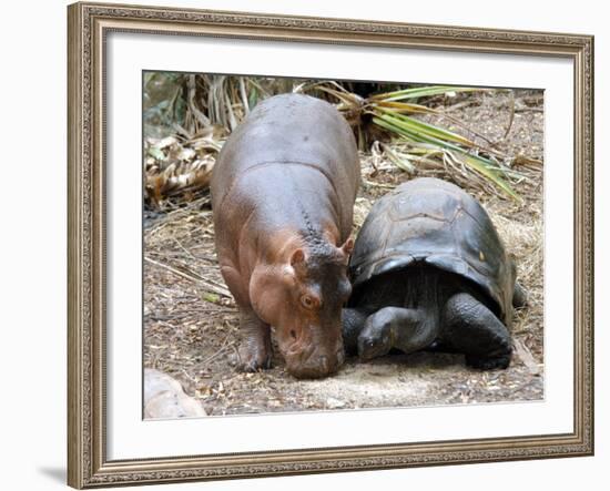 Baby Hippo Walks Along with its 'Mother', a Giant Male Aldabran Tortoise, at Mombasa Haller Park--Framed Photographic Print