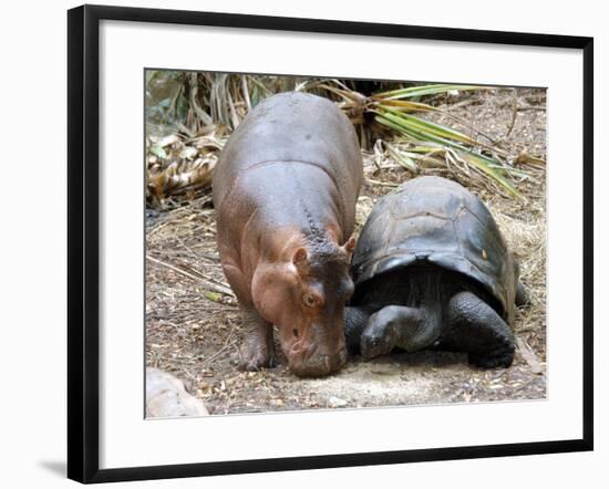 Baby Hippo Walks Along with its 'Mother', a Giant Male Aldabran Tortoise, at Mombasa Haller Park-null-Framed Photographic Print