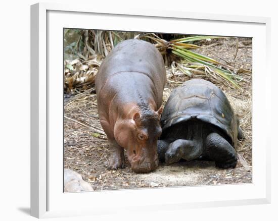 Baby Hippo Walks Along with its 'Mother', a Giant Male Aldabran Tortoise, at Mombasa Haller Park-null-Framed Photographic Print
