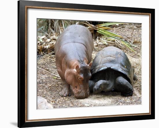 Baby Hippo Walks Along with its 'Mother', a Giant Male Aldabran Tortoise, at Mombasa Haller Park-null-Framed Photographic Print