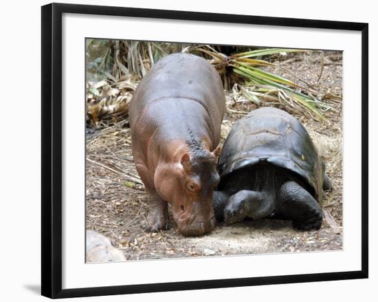 Baby Hippo Walks Along with its 'Mother', a Giant Male Aldabran Tortoise, at Mombasa Haller Park-null-Framed Photographic Print