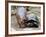 Baby Hippo Walks Along with its 'Mother', a Giant Male Aldabran Tortoise, at Mombasa Haller Park-null-Framed Photographic Print