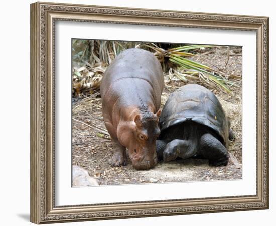 Baby Hippo Walks Along with its 'Mother', a Giant Male Aldabran Tortoise, at Mombasa Haller Park-null-Framed Photographic Print