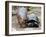 Baby Hippo Walks Along with its 'Mother', a Giant Male Aldabran Tortoise, at Mombasa Haller Park-null-Framed Photographic Print