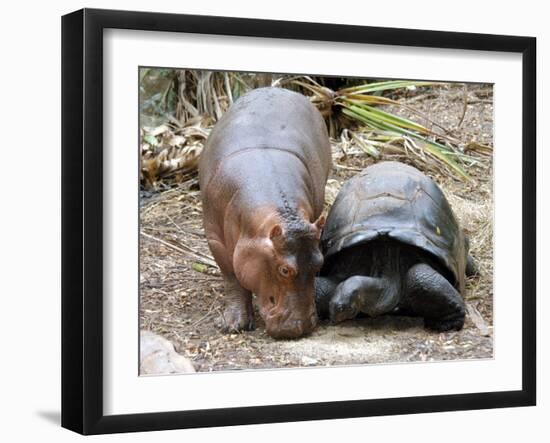 Baby Hippo Walks Along with its 'Mother', a Giant Male Aldabran Tortoise, at Mombasa Haller Park-null-Framed Photographic Print