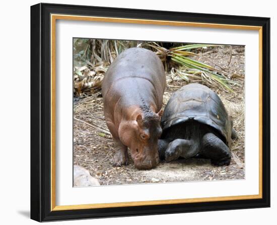 Baby Hippo Walks Along with its 'Mother', a Giant Male Aldabran Tortoise, at Mombasa Haller Park-null-Framed Photographic Print