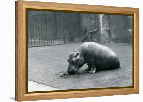 Baby Hippopotamus 'Joan' Eating at London Zoo, September 1920-Frederick William Bond-Framed Premier Image Canvas