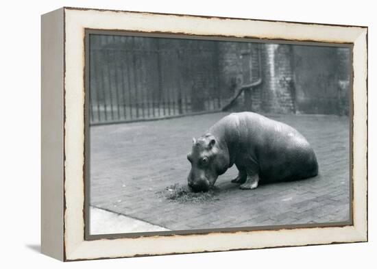 Baby Hippopotamus 'Joan' Eating at London Zoo, September 1920-Frederick William Bond-Framed Premier Image Canvas