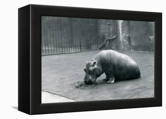 Baby Hippopotamus 'Joan' Eating at London Zoo, September 1920-Frederick William Bond-Framed Premier Image Canvas