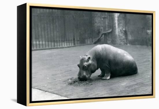 Baby Hippopotamus 'Joan' Eating at London Zoo, September 1920-Frederick William Bond-Framed Premier Image Canvas