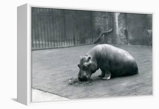 Baby Hippopotamus 'Joan' Eating at London Zoo, September 1920-Frederick William Bond-Framed Premier Image Canvas