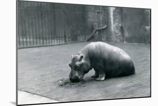 Baby Hippopotamus 'Joan' Eating at London Zoo, September 1920-Frederick William Bond-Mounted Photographic Print