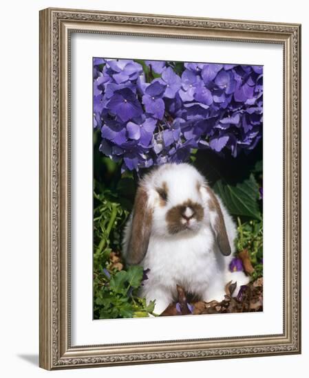 Baby Holland Lop Eared Rabbit, Amongst Hydrangeas, USA-Lynn M. Stone-Framed Photographic Print