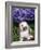 Baby Holland Lop Eared Rabbit, Amongst Hydrangeas, USA-Lynn M. Stone-Framed Photographic Print